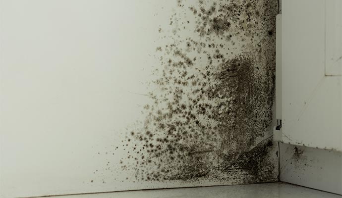 Black mold damaged wall